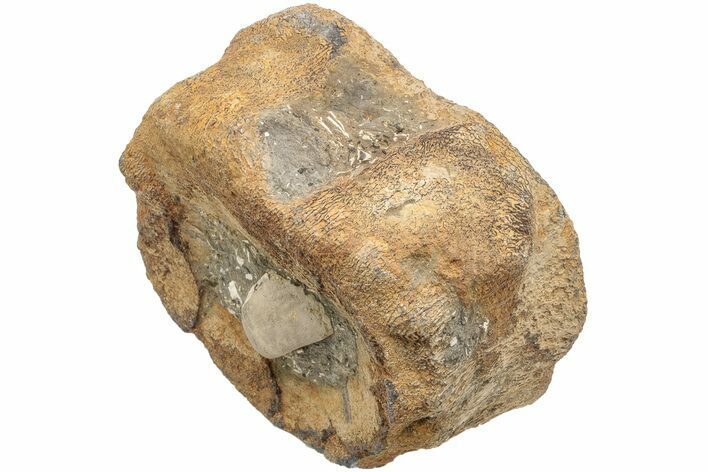 Wide, Pliosaurus (Stretosaurus) Vertebra - England #212851